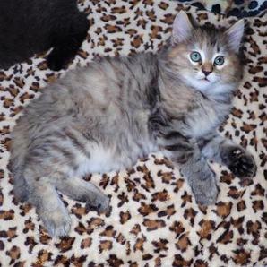 American Bobtail Female Torbie Kitten for sale Lynx tail