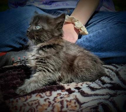 American Bobtail, Black, Female, kitten for sale