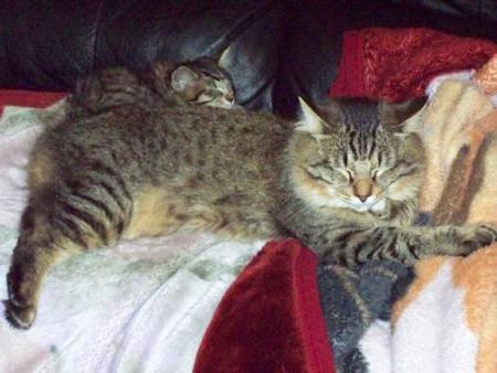 development of male American Bobtail facial shields