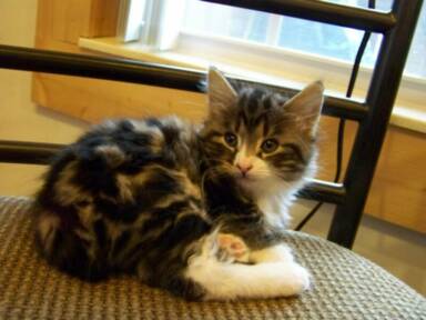 American Bobtail Kitten