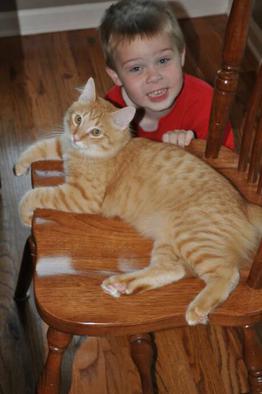 American Bobtail kittens get along with kids