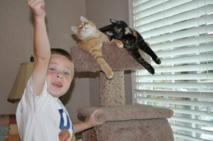 American Bobtail kittens get along with kids