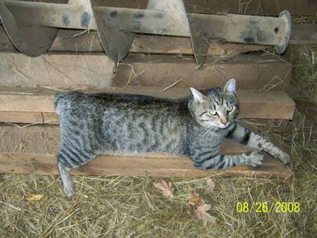 young american bobtail male without facial shields