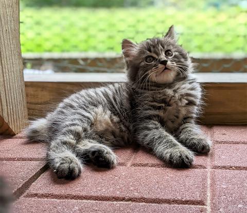 American Bobtail, Kitten, for sale, male, silver, tabby,