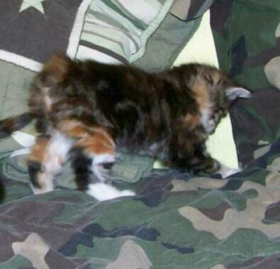 American Bobtail Kitten Tortie Tabby Female at Cherokee Mountain Bobtails