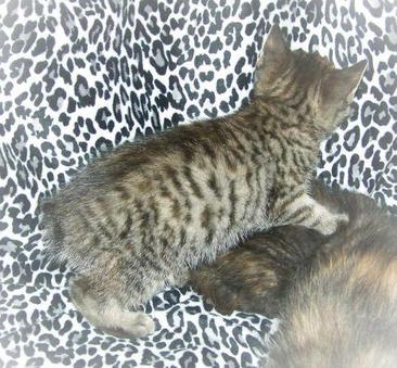 Brown Spotted Mackerel Tabby Female American Bobtail Kitten