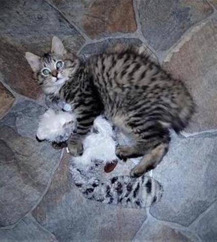 Black Silver spotted Tabby, American Bobtail, Kitten, for sale, male, 