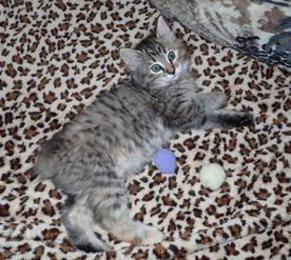 American Bobtail Torbie kitten Female