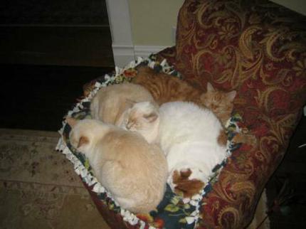 American Bobtail kittens get along