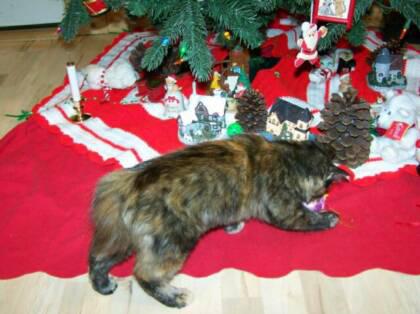 American Bobtail Kitten for sale tortie tortoiseshell medium long hair coat