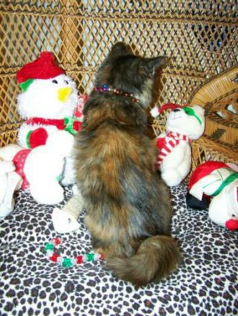 American Bobtail Kitten for sale tortie tortoiseshell medium long hair coat