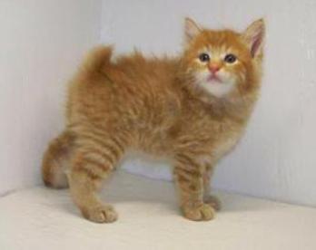 Red Tabby Bobtail Male