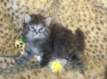 Tortie Tabby American Bobtail Female Kitten for sale