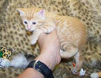 Red Tabby American Bobtail Male Kitten for sale