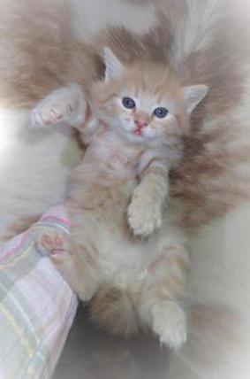 Red Tabby Male American Bobtail Kitten