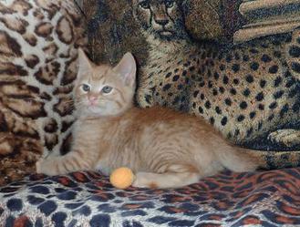 Red Tabby, Male, American Bobtail, Kitten for sale,