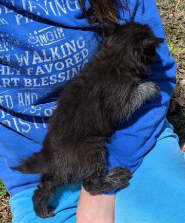 Black American Bobtail Kitten for sale