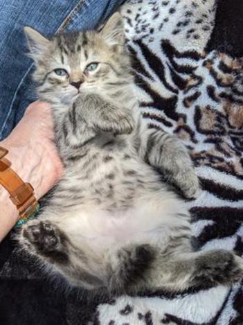 American Bobtail, Spotted, Tabby, Male, Kitten for Sale,