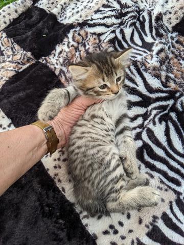 American Bobtail, Spotted Tabby, female, kitten for sale,