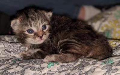 American Bobtail, Kitten, Female, Torbie, Tabby, 2 weeks old,