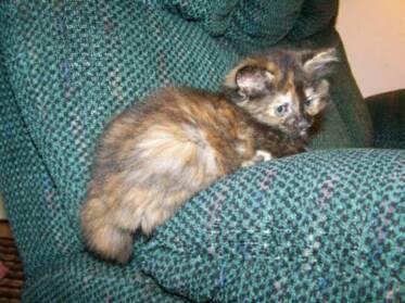 American Bobtail Kitten Tortoise Shell Tortie