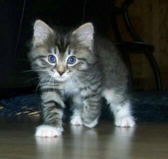 American Bobtail Kitten Spotted Mackerel Tabby