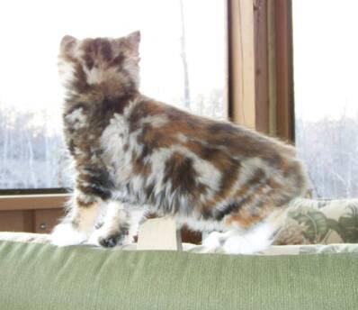 American Bobtail Kitten tortie tabby classic marble swirl bullseye