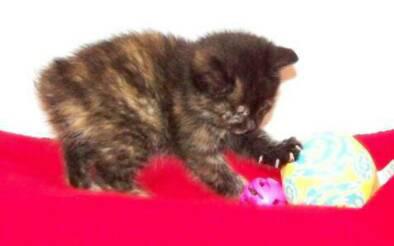 American Bobtail Kitten Tortie Tortoiseshell 