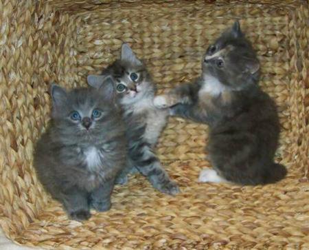 American Bobtail Kitten Kittens females classic marble tabby face Blue silver long coat