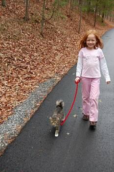 American Bobtail kitten leash training