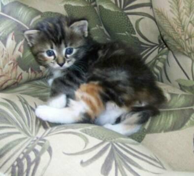 American Bobtail Kitten Tortie Tabby 