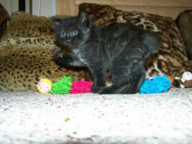 American Bobtail Kitten paw black female