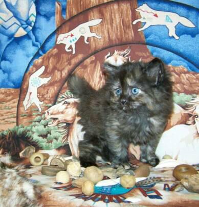 American Bobtail Kitten Sabrina Tortoiseshell female