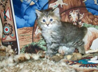 American Bobtail Kitten blue silver tortie tabby female