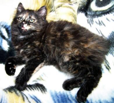 American Bobtail Kitten Tortie Tortoiseshell 