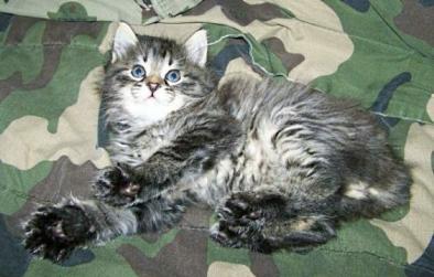 American Bobtail Kitten Male Mackerel Tabby