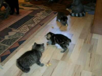 American Bobtail Kittens Natural not docked 