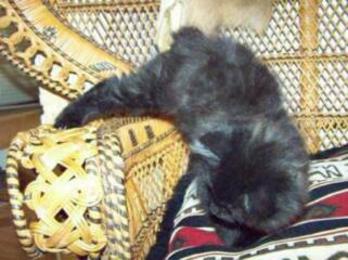 American Bobtail Kitten black female at Cherokee Mountain Bobtails