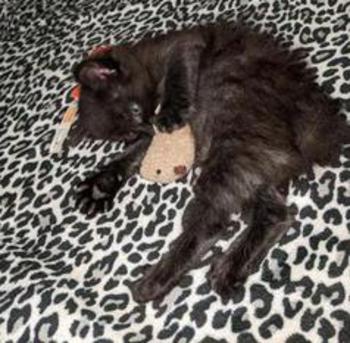 American Bobtail, Black, Female, Kitten, for sale,