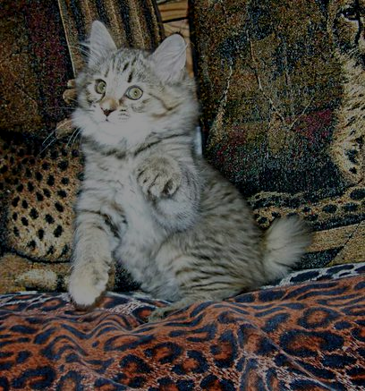 American bobtail female kitten for sale chocolate and silver mackerel torbie