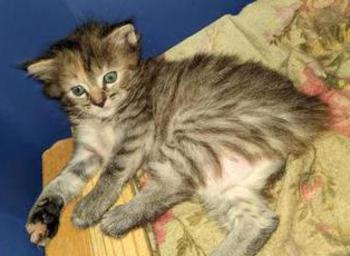 American Bobtail, Tabby, Female, kitten, For sale,