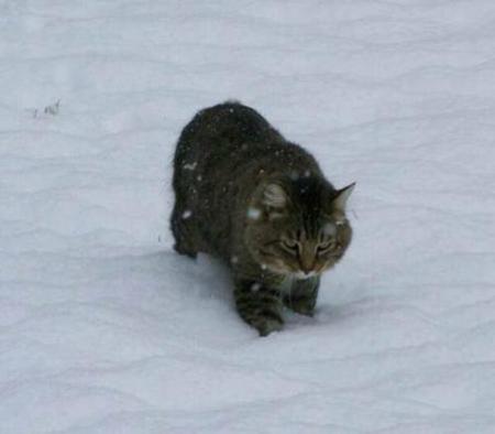 Adult male American Bobtail with facial shields and body characteristics 