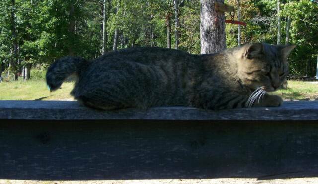 American Bobtail Cat